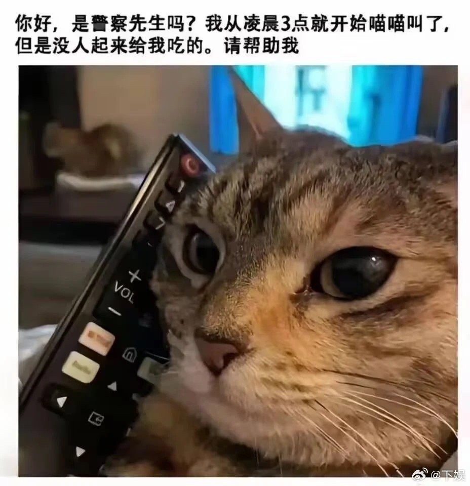 我将为猫猫提供免费的法律援助 