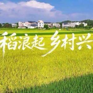 赣州身边事 【赣州大余：稻浪起 乡村兴】 网页链接