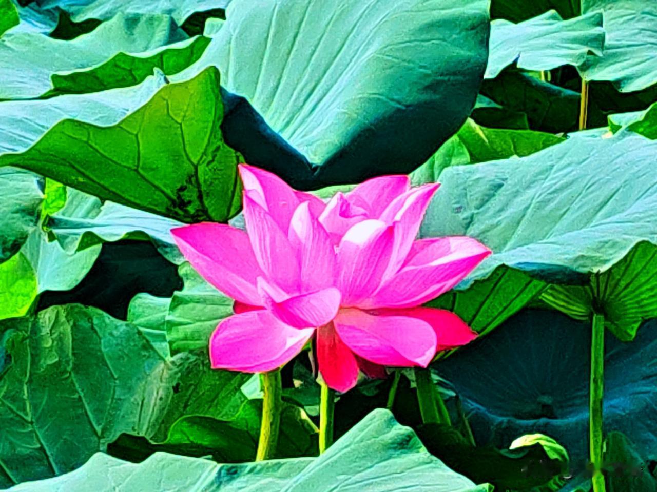 粉莲绽芳华，清风润盛夏。