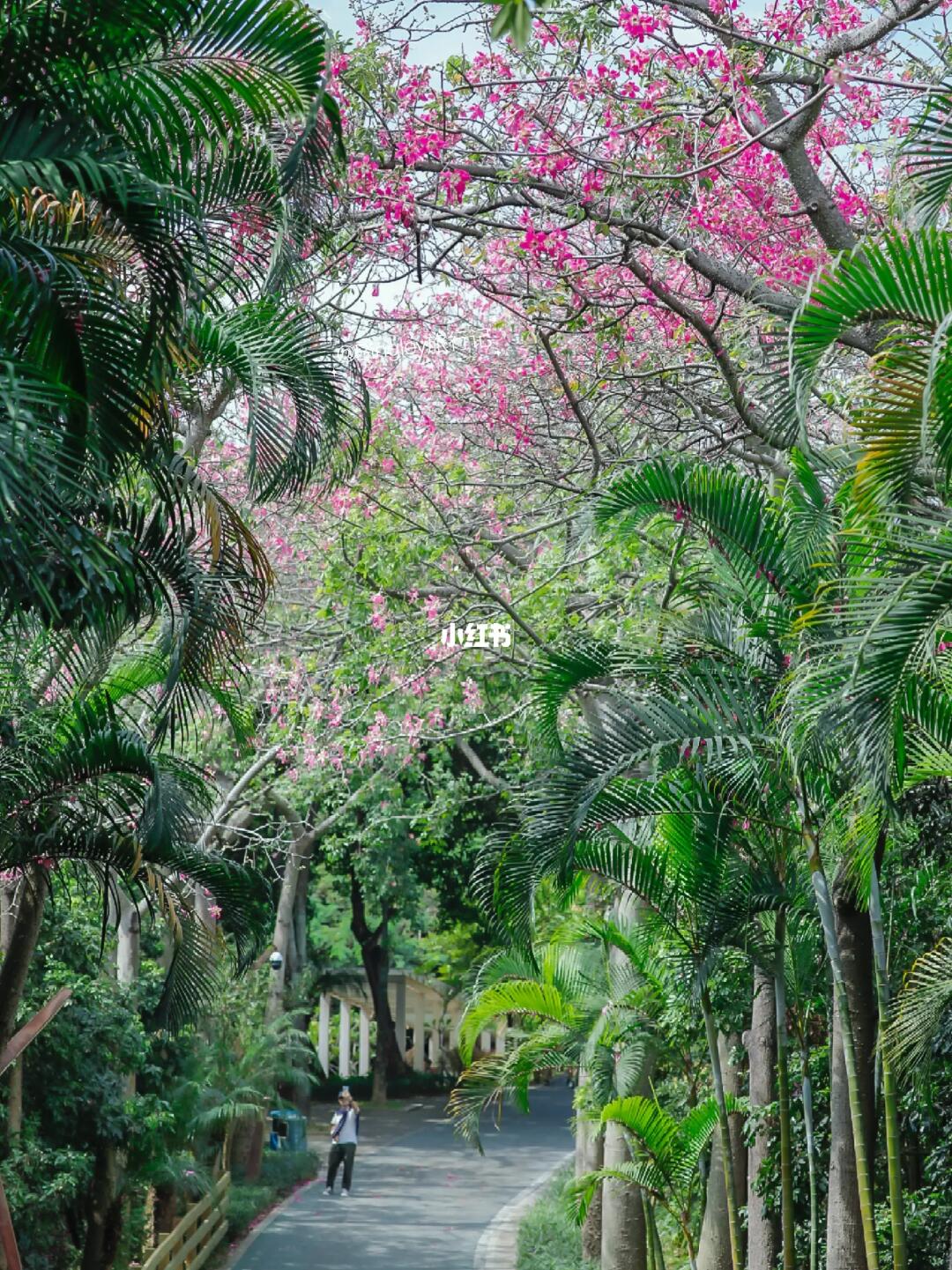 深圳徒步最舒服的绿道我首推这里🌳