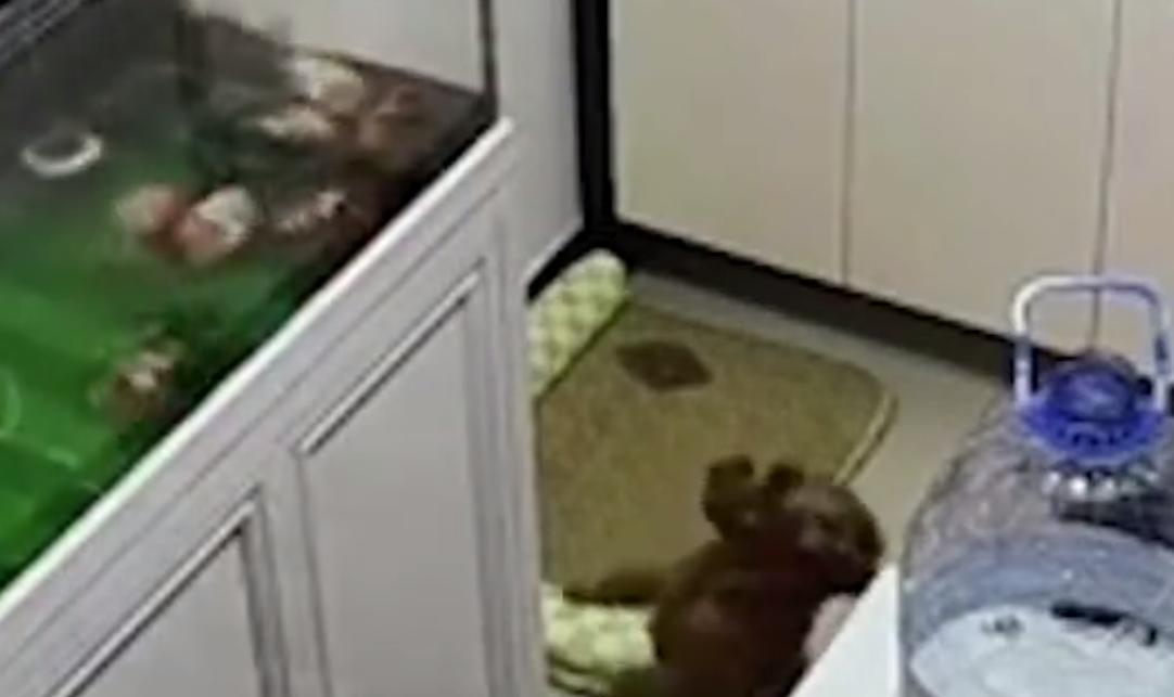 【：挺感动的，不是它提醒及时鱼要死完】7月16日，北京。男子鱼缸换水忘关阀，狗狗