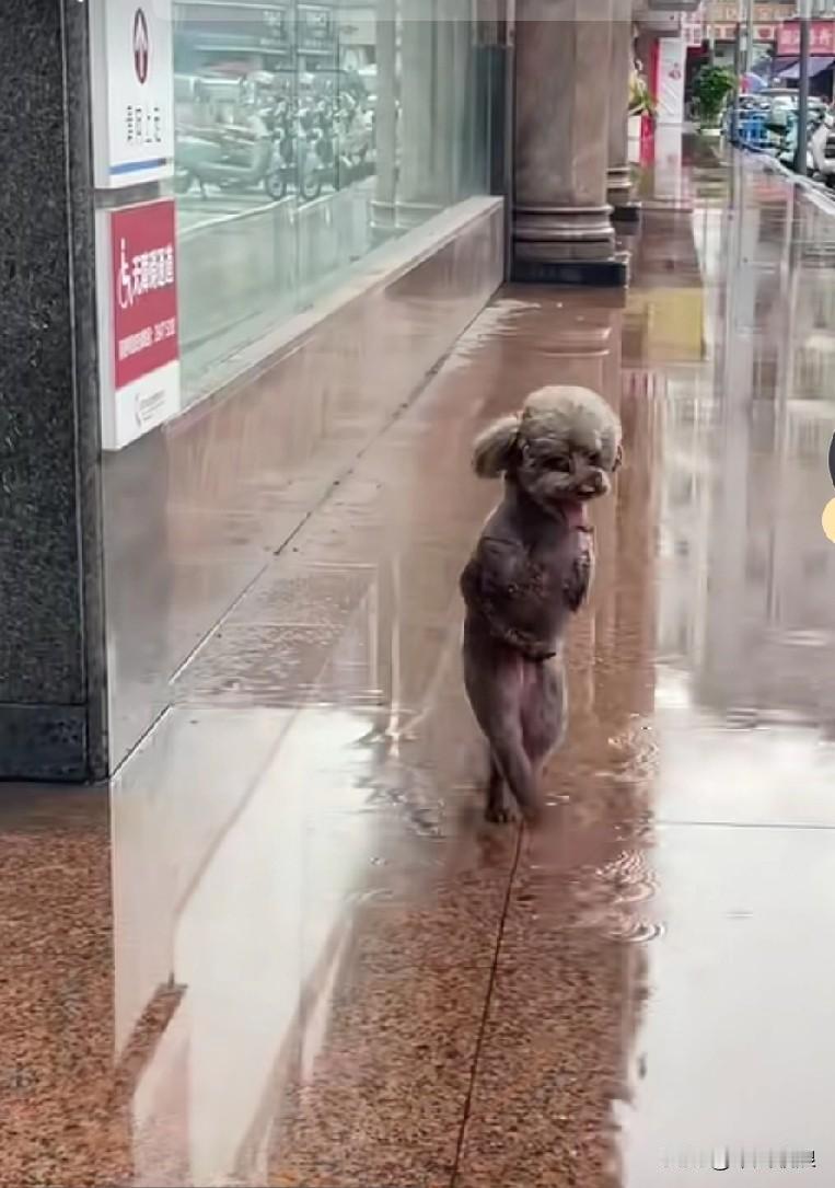 曾经被人伤害、只剩三条腿的流浪狗，伫立在路边向人们乞讨，这一幕着实令人心痛。流浪