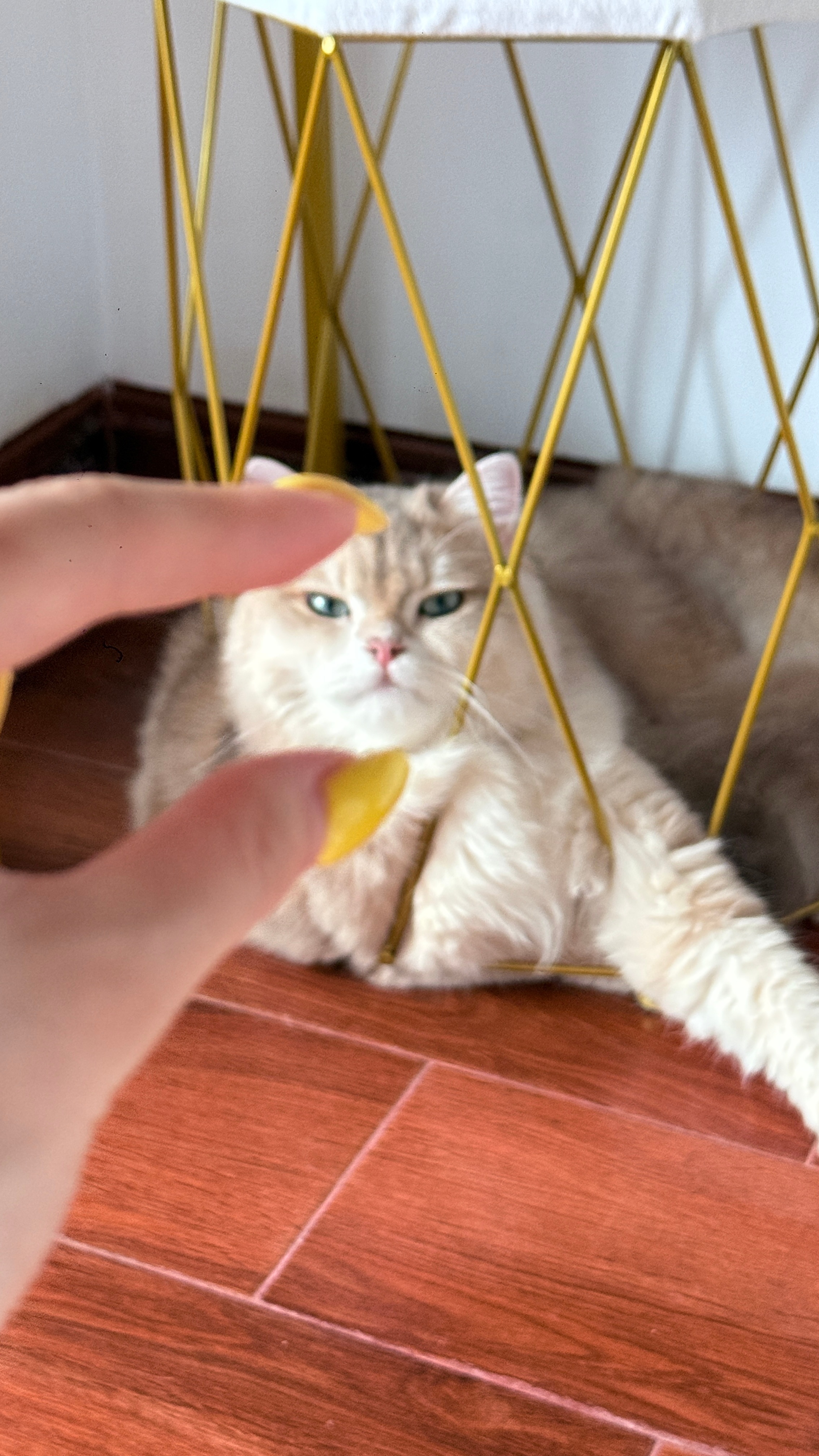 为什么周末过得这么快！！！🫢 记录生活小猫日记周末 ​​​