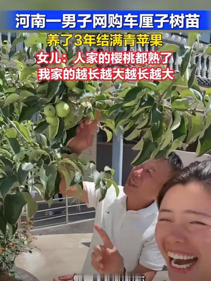 笑不活了!近日河南，男子网购了一颗车厘子树苗，精心栽培了三年却怎么也不结果，家里