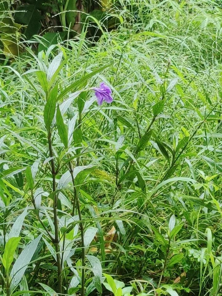 夏日花草，是大自然馈赠的绝美画卷。今天出门随手一拍，就收获了不少惊喜。
路边的向