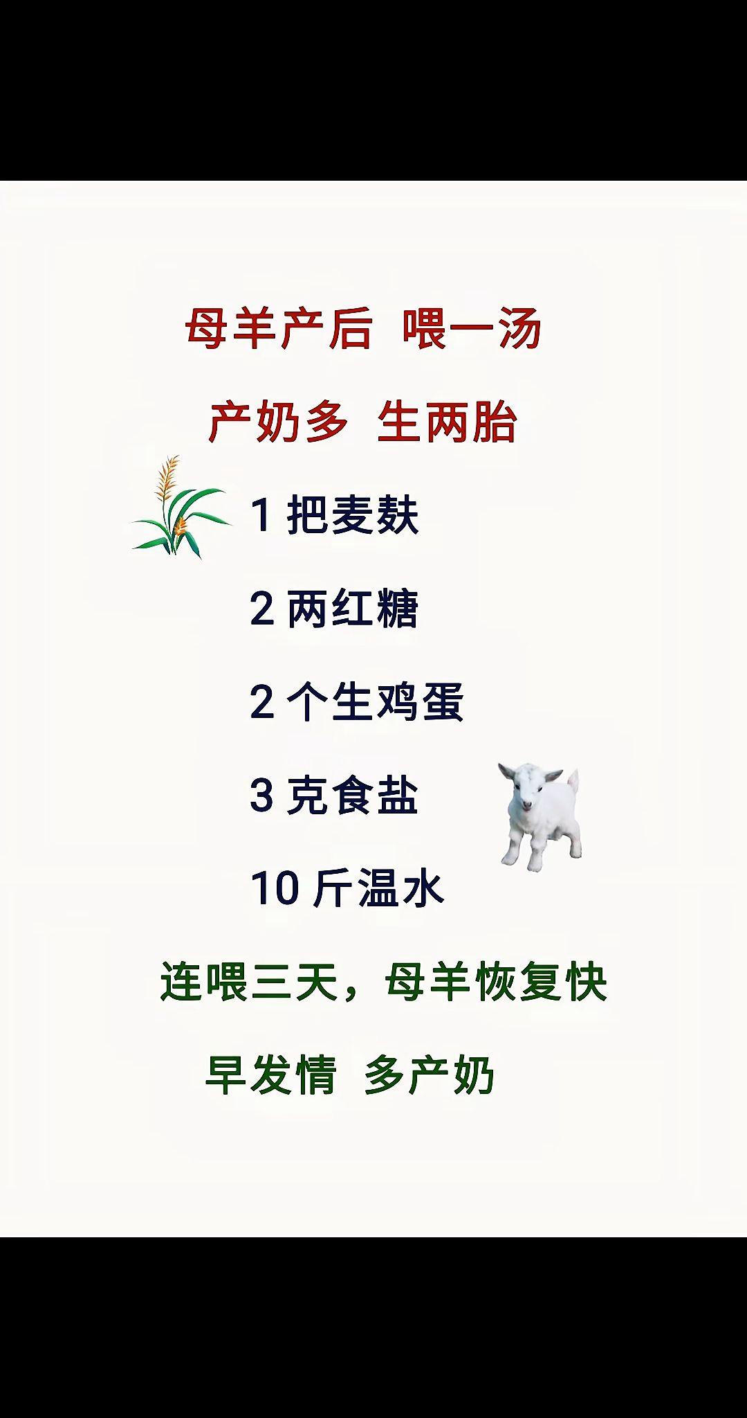 养羊人 农村养羊 牛羊养殖