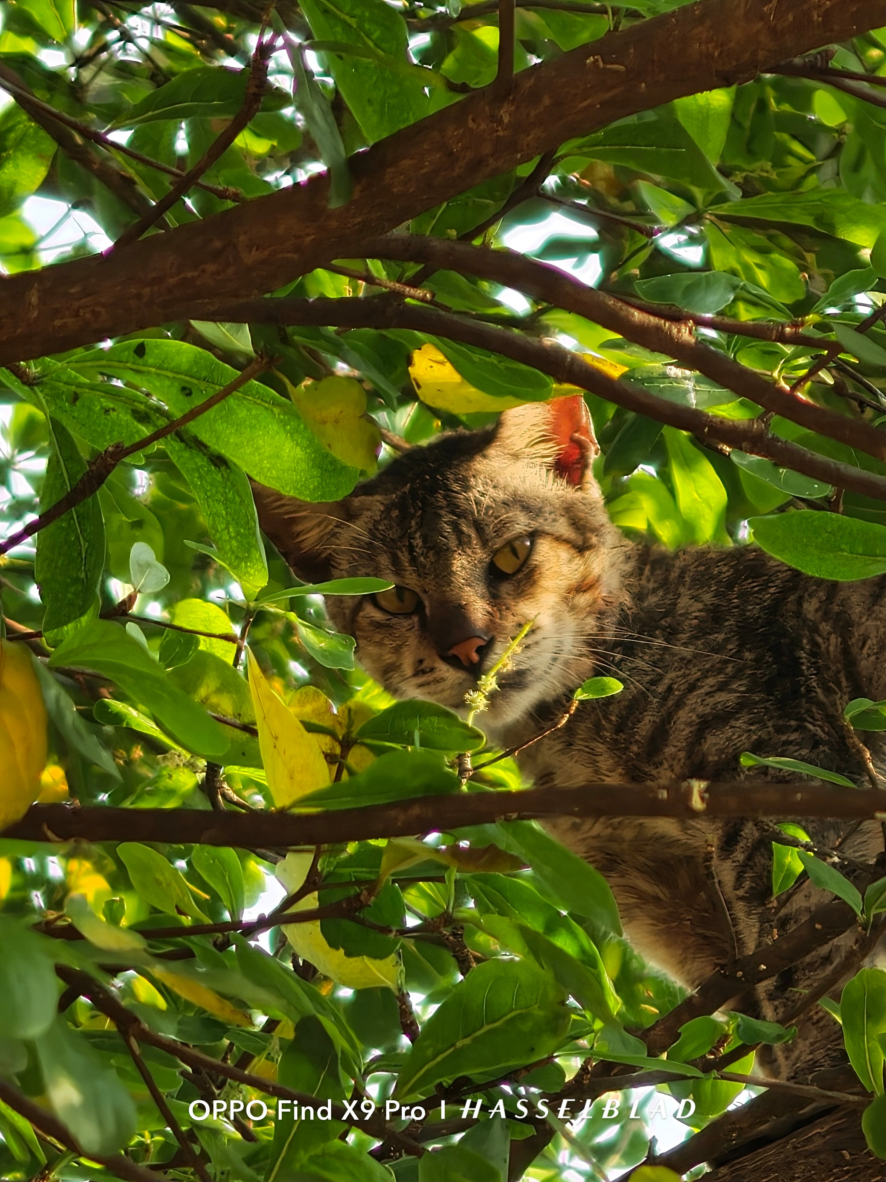 400mm zoom，谁最好？我选是小米。1. Xiaomi 17 Ultra2