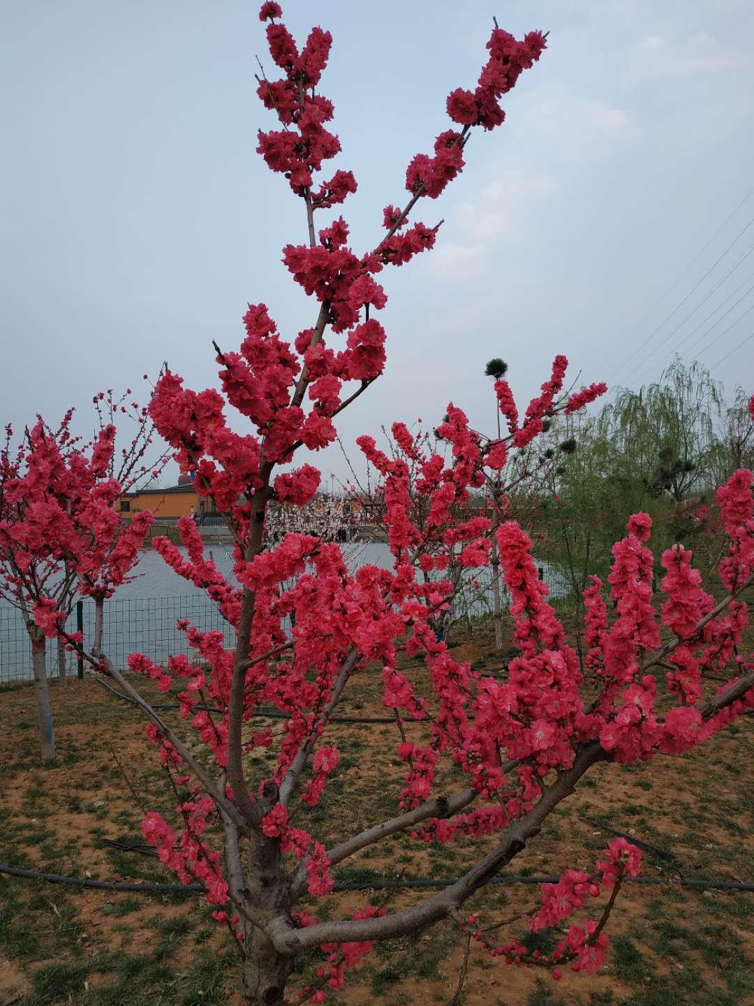 中国石化今日创新低，日线收下长影线

入市19年老股民5月27日侃股：仅供参考！