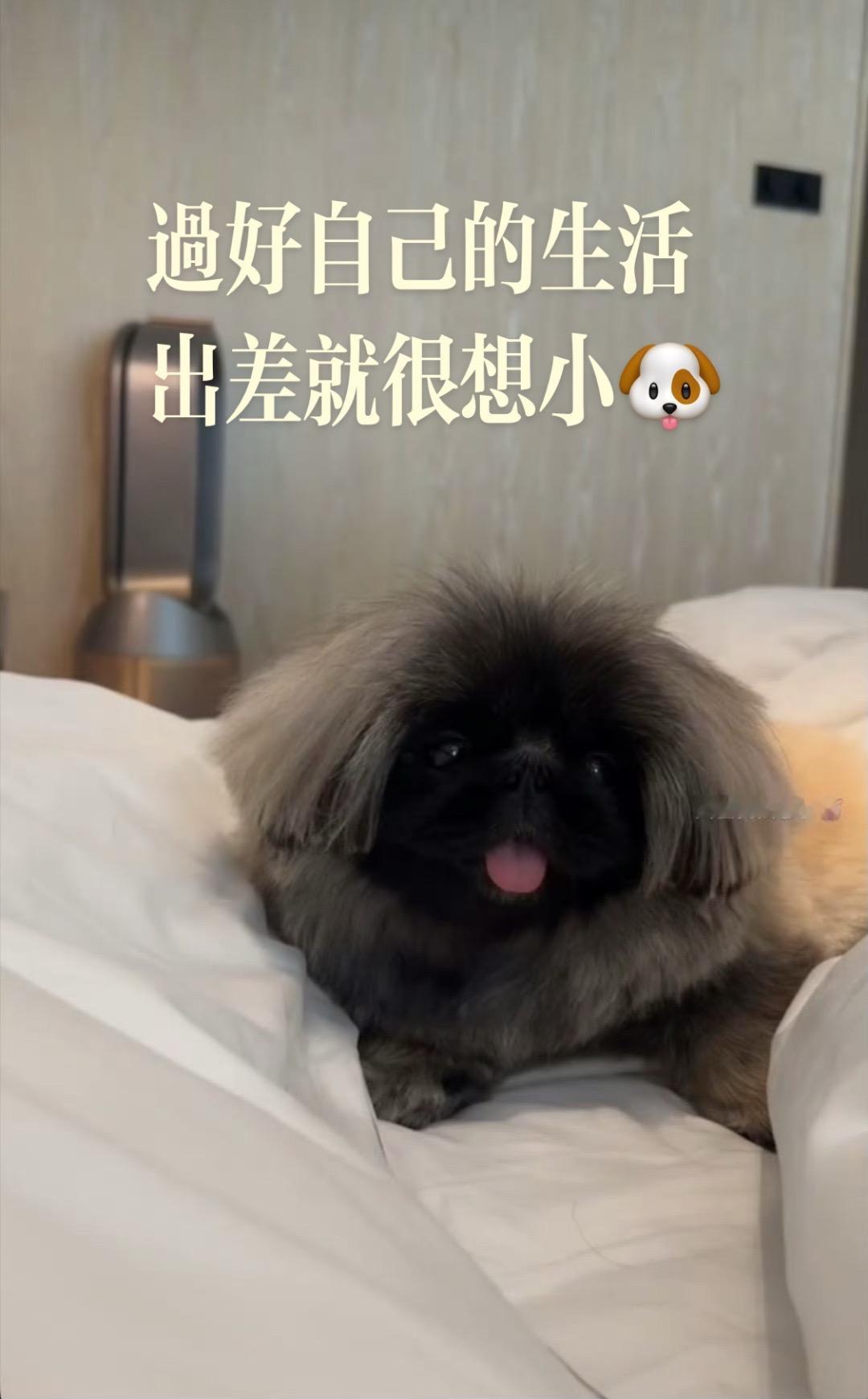 过好自己的生活，出差就很想小🐶……筱梅懒理传闻，有人爱有人疼，过好自己的生活。