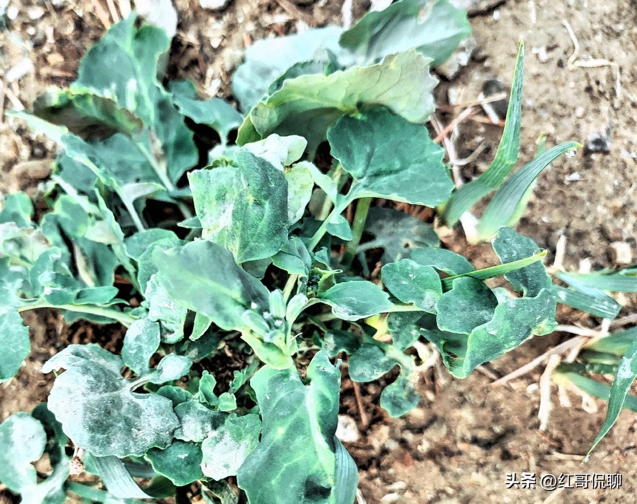 春季各种野菜纷纷登场，这种野菜还真没见过，有知道的吗？欢迎说说[祈祷]