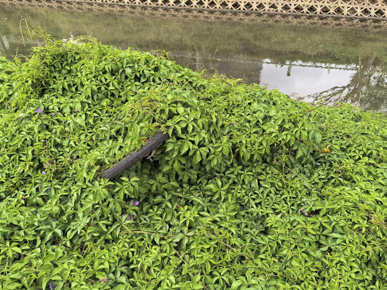 共享单车还是太多了了，这个草丛里的这台都起码的半年以上闲着了，看来这个玩意得控制