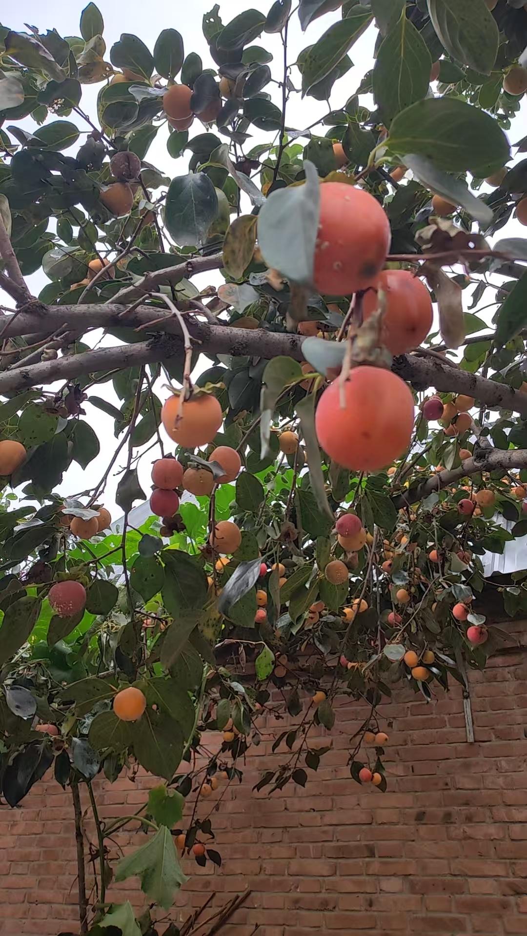 我哥嫂回老家看父母了，哥哥发了一张老家院子里的柿子树的照片，树梢挂满了红灯笼一样
