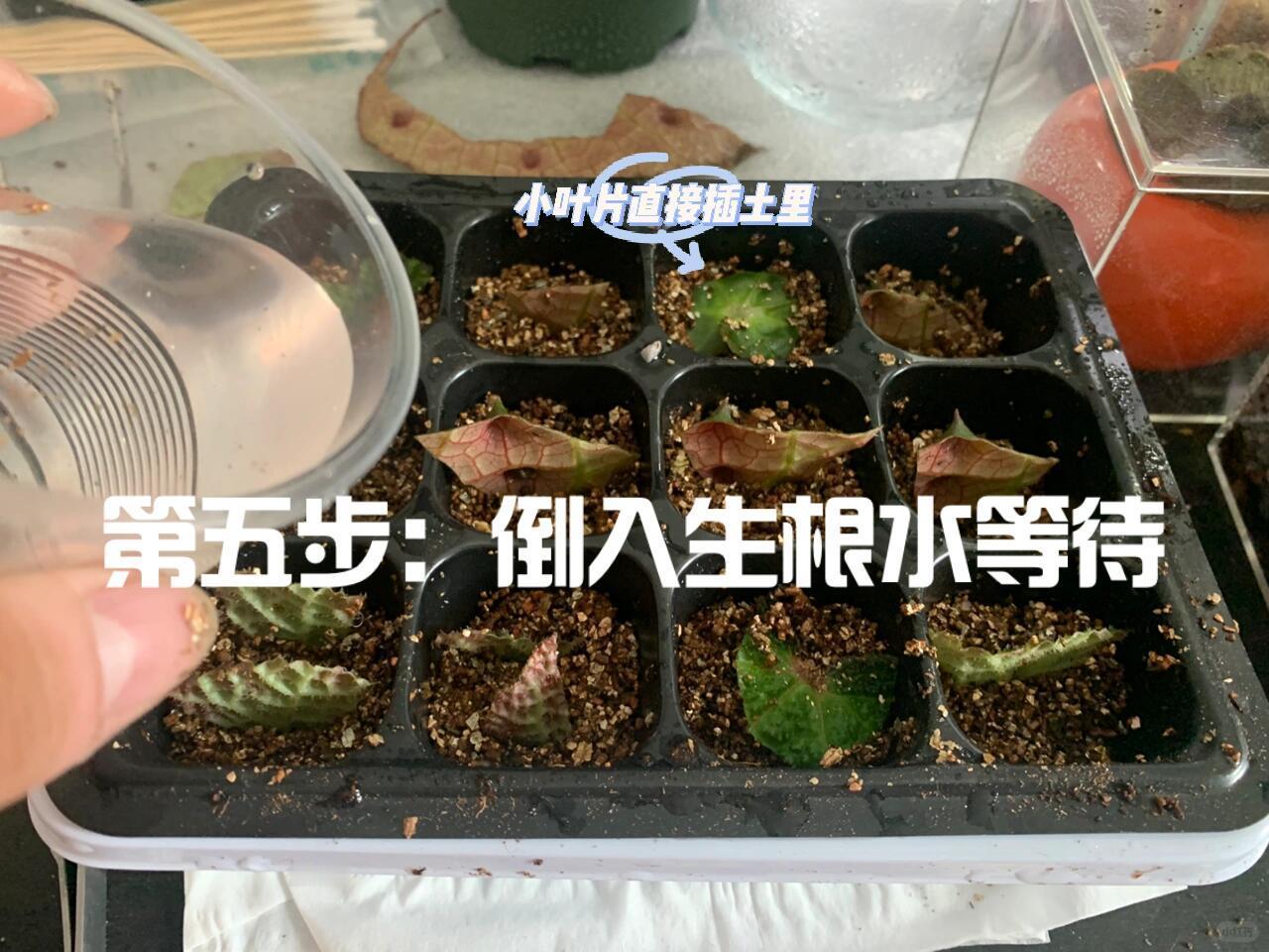 秋海棠能有多少种样子 一海棠，千般态，万般情。秋海棠的每一种样子，都是相思最动人