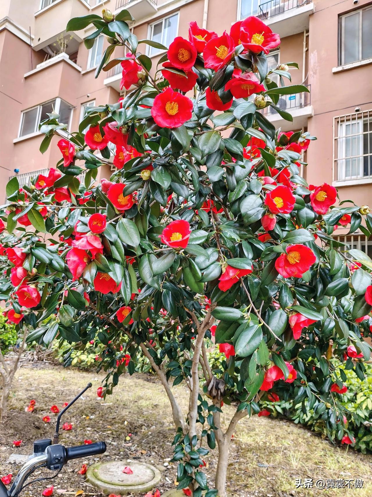 随手拍一树繁花每天路过都看到这棵山茶花，从最初的茸茸花苞，到刚吐一点微红，渐渐一
