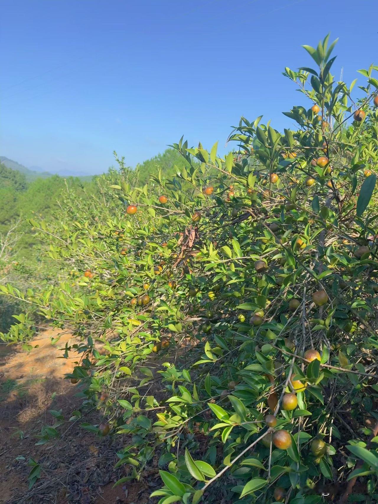 还以为这是什么罕见的南方水果？忙活了半天在山上摘了这么多才发现，这果子不是吃的，