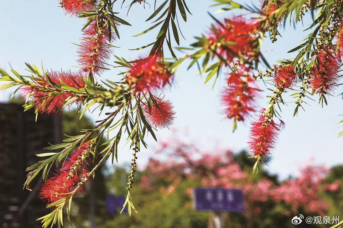 冬日里的福建一路繁花 【冬日石狮，一路繁花！】初冬时节，本应是万物萧瑟，而宋塘路