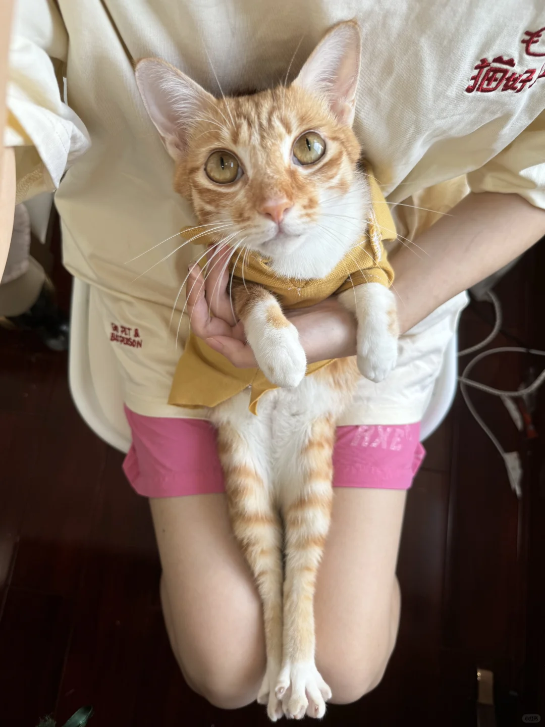 介绍一下，我的猫