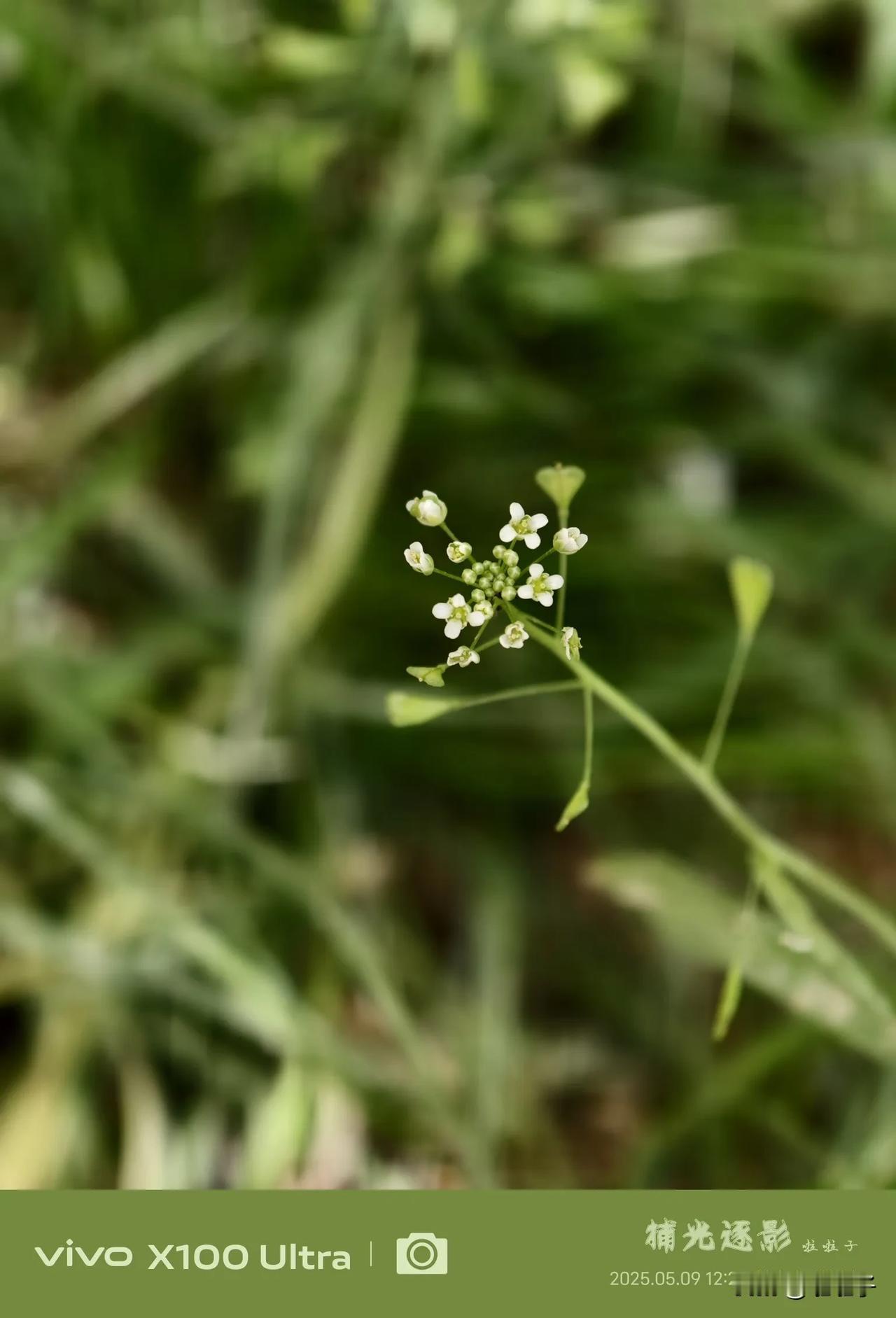 小小野花