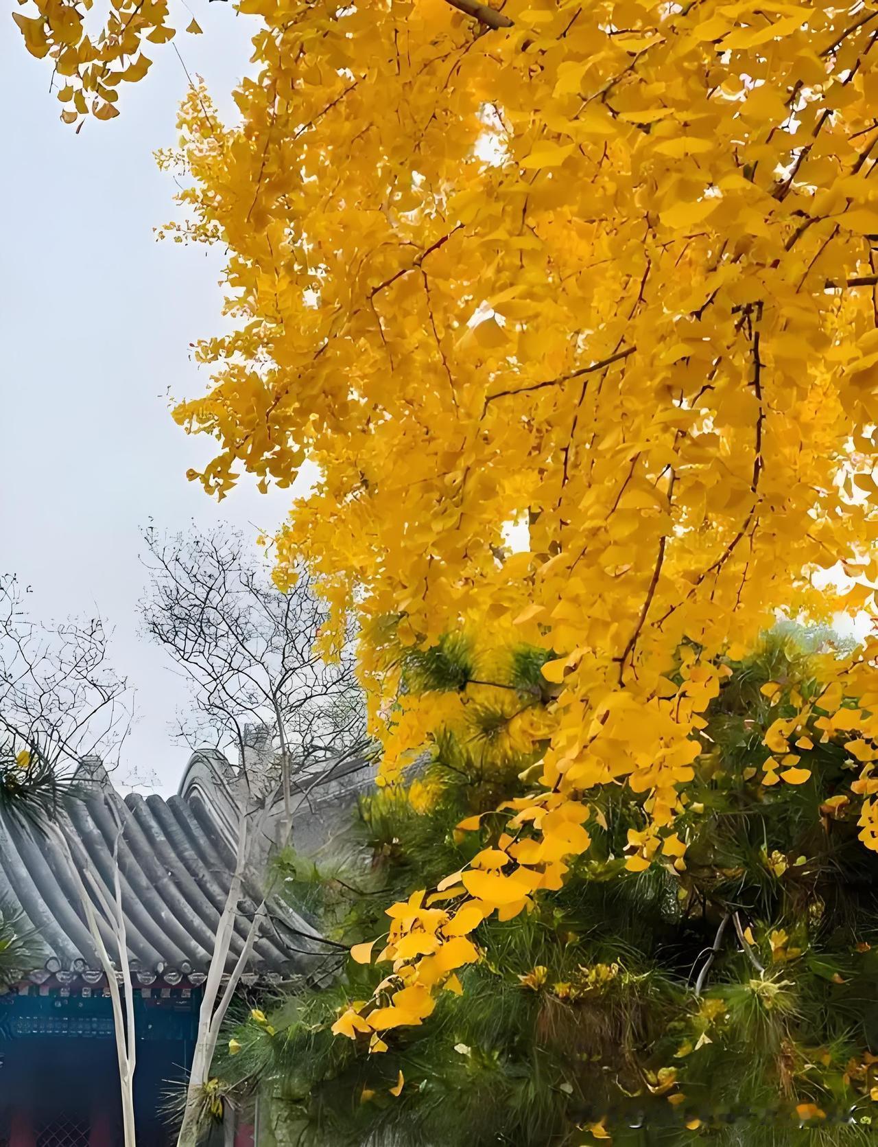 《初秋白云道院》
——宋.黄敏求
莫道秋容冷淡加，
秋英风露胜春葩。
拒霜岩桂休