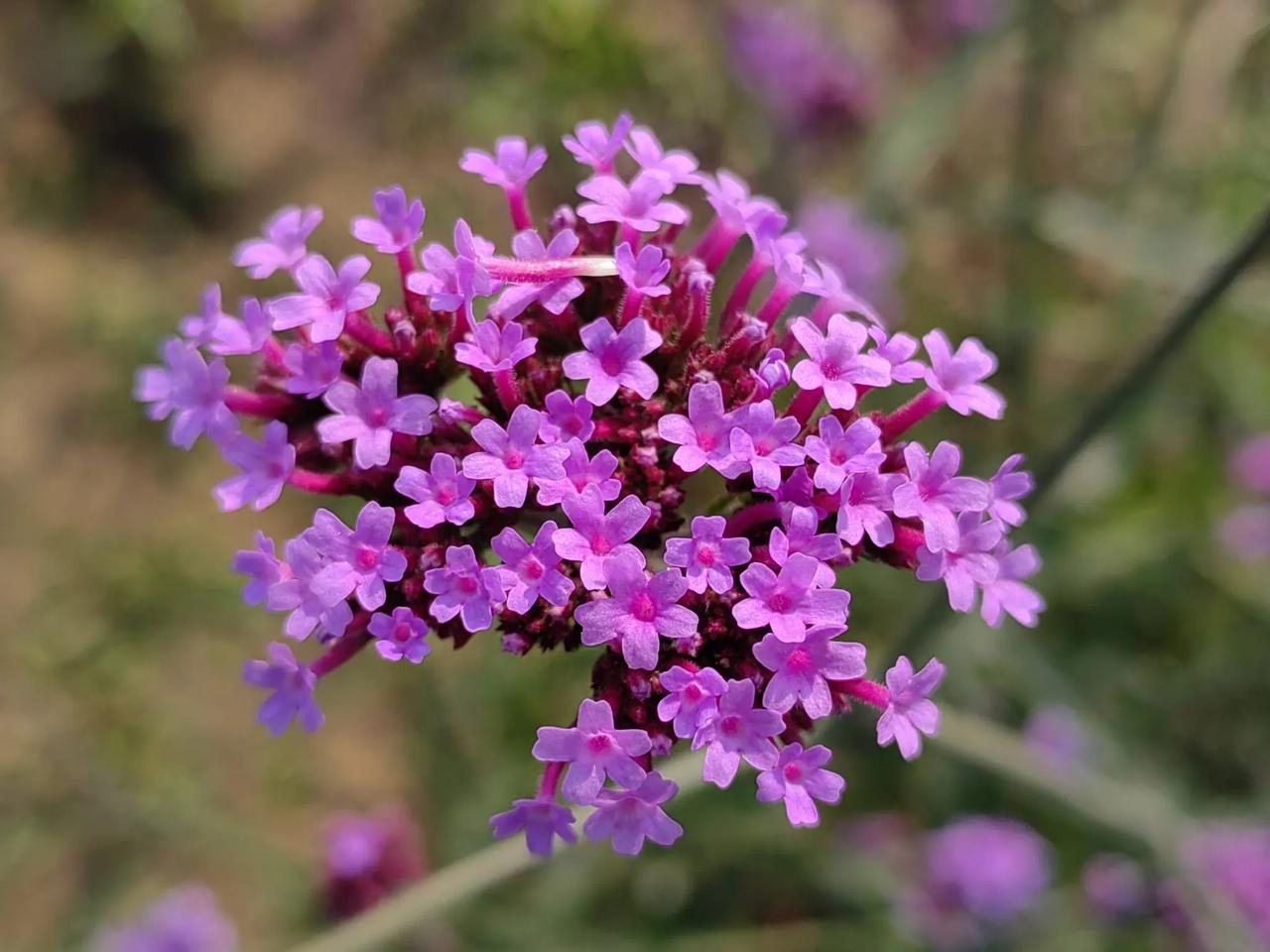 #秋日生活打卡季#
       宁海大道两侧，还种植了好多马鞭草，这也是游览宁