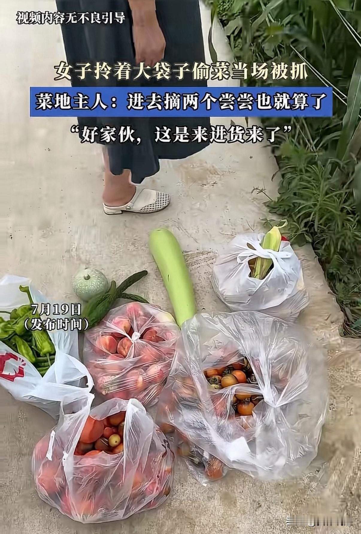 一大妈大白天进入他人菜地里摘菜，摘了满满几大袋子，临走时被菜地主人发现。

“好
