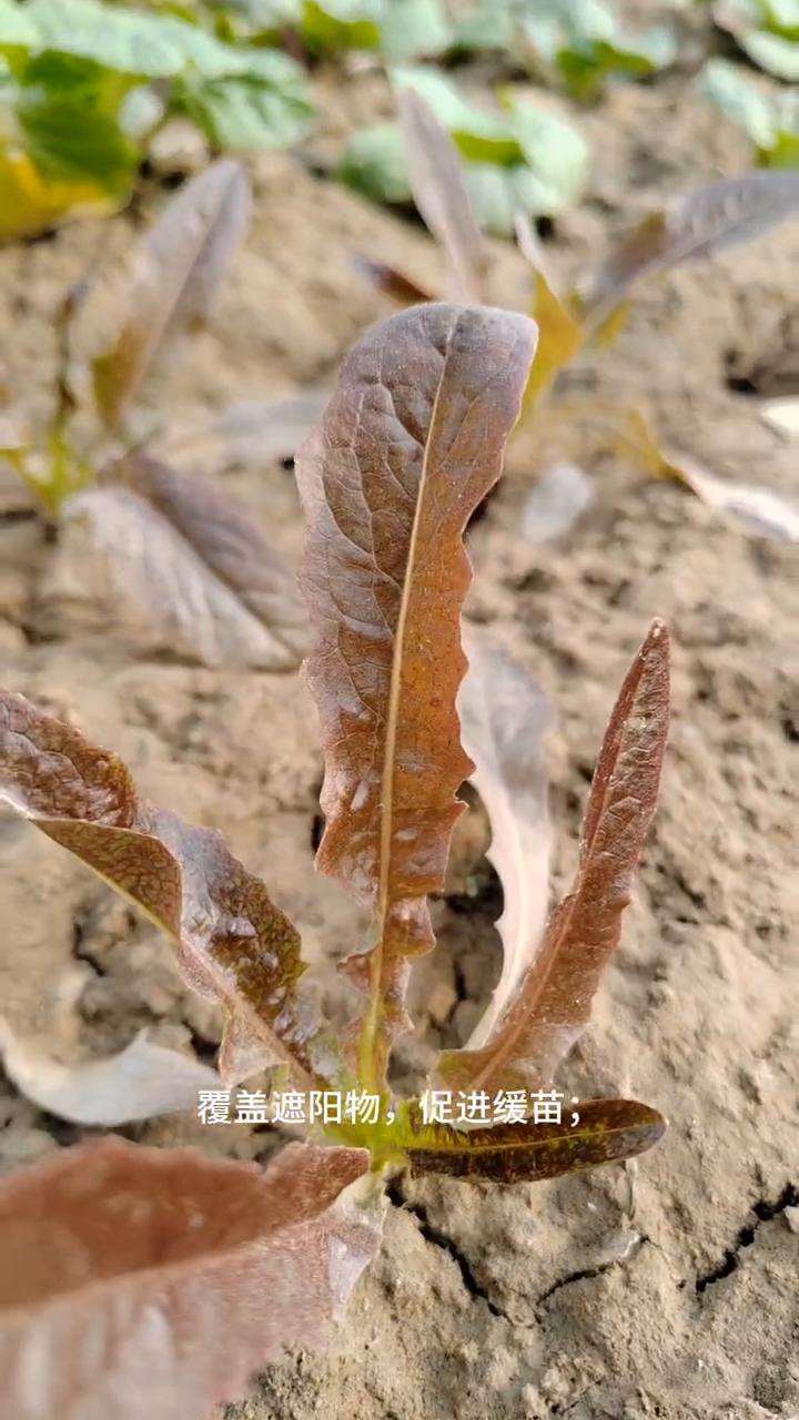移栽莴笋幼苗冬季科学管理措施。
亲爱的朋友们大家好！这期视频给大家分享移栽莴笋幼