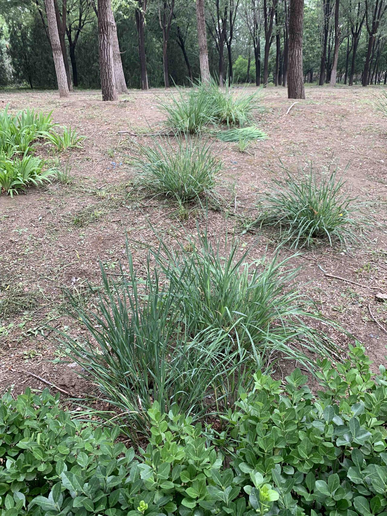 就这几天，北京这种杂草成宝贝了，不少人在找。如果在北京街上看见谁拿着这么一把草，