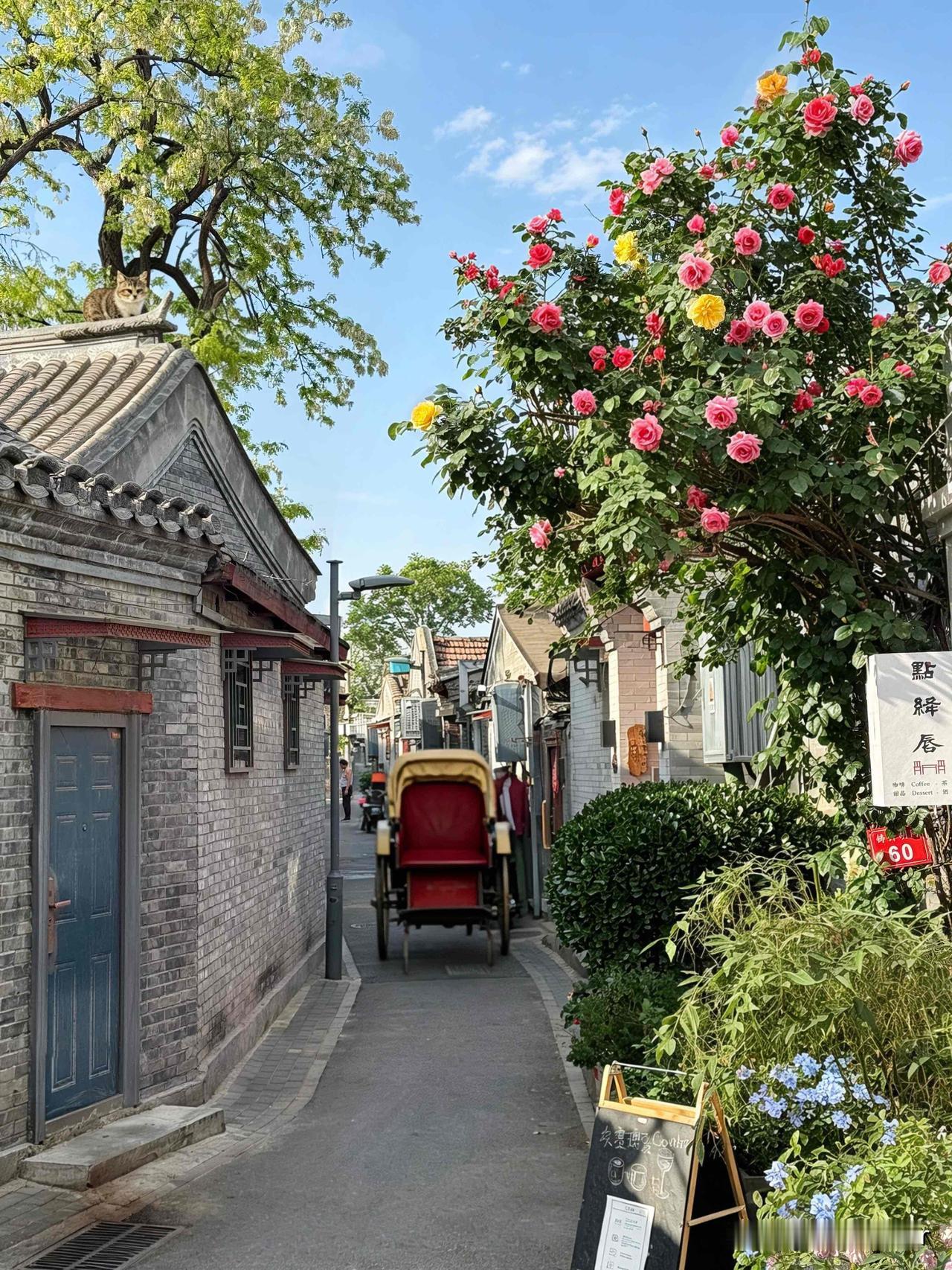 北京春日浪漫天花板🌸 胡同花路美到窒息｜附周边宝藏美食

谁懂啊！北京这条胡同