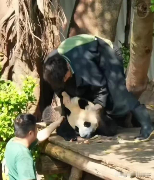 大熊猫真有个性，它们也懂得反抗，小月亮为了不被收回去，对抗奶爸的办法真多！[大笑