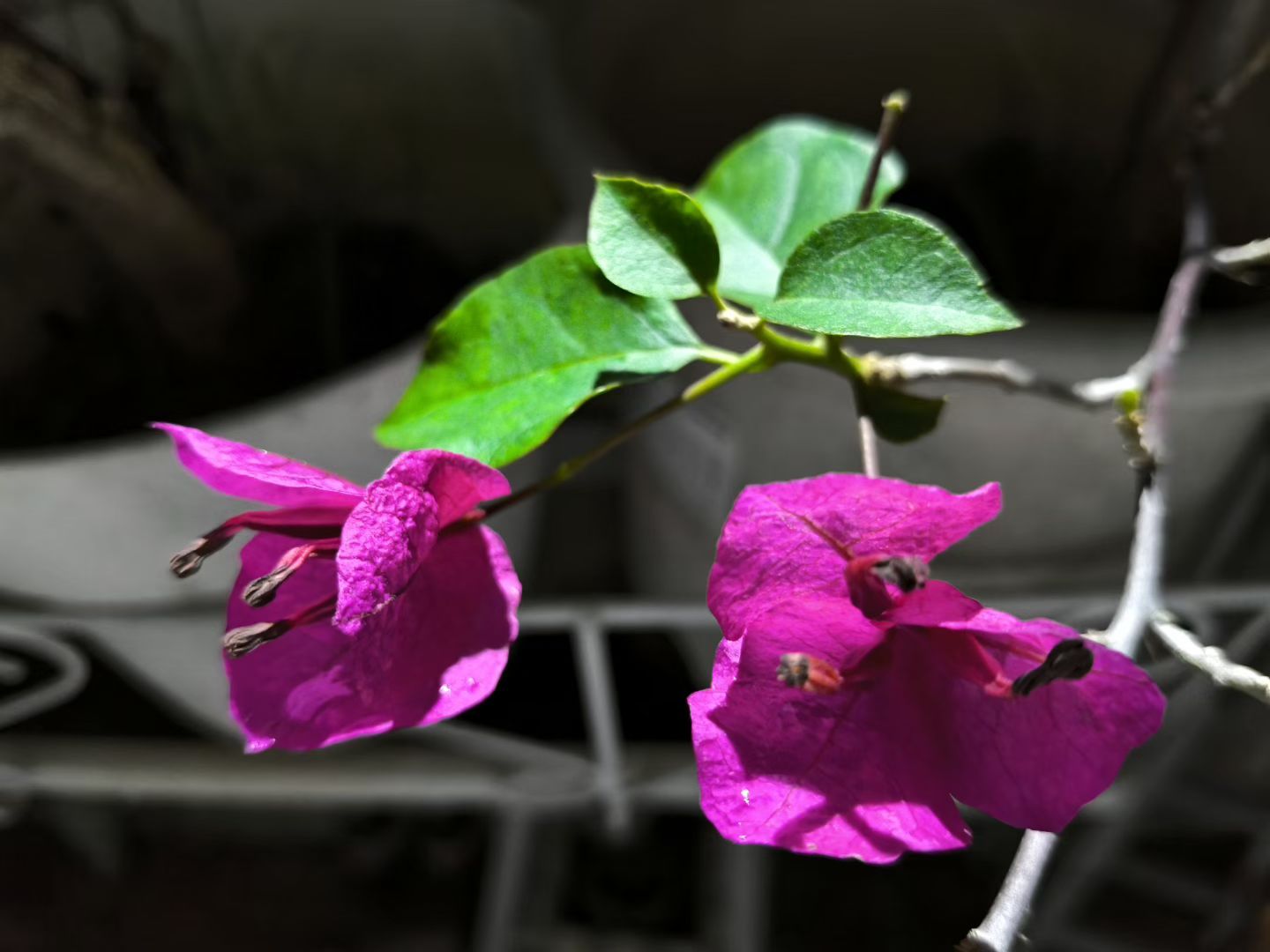 总有一个角落，能治愈一天的疲惫。比如这个雨后的夜晚，在阳台，看那玫红色的三角梅，