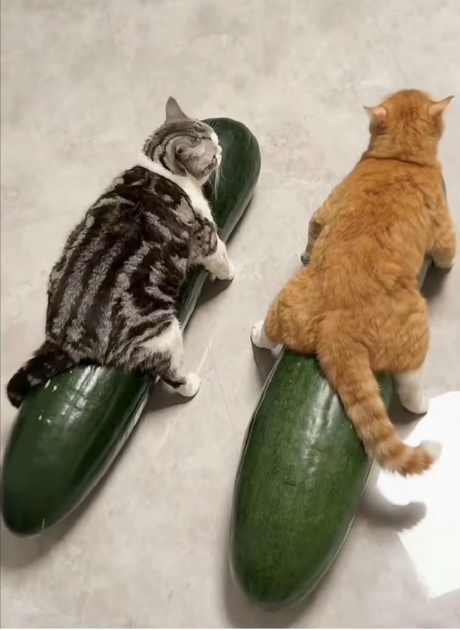 抱冬瓜降温第一批受害者出现 夏天太热，想学猫猫抱冬瓜降温的同学要注意了完整冬瓜表