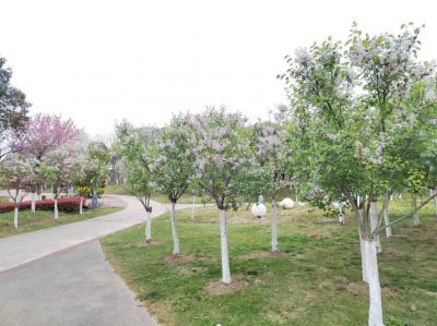 市民反映，在响水县东鸣湖公园游玩时，园内景色宜人、生机盎然，但公园南门一路之隔的