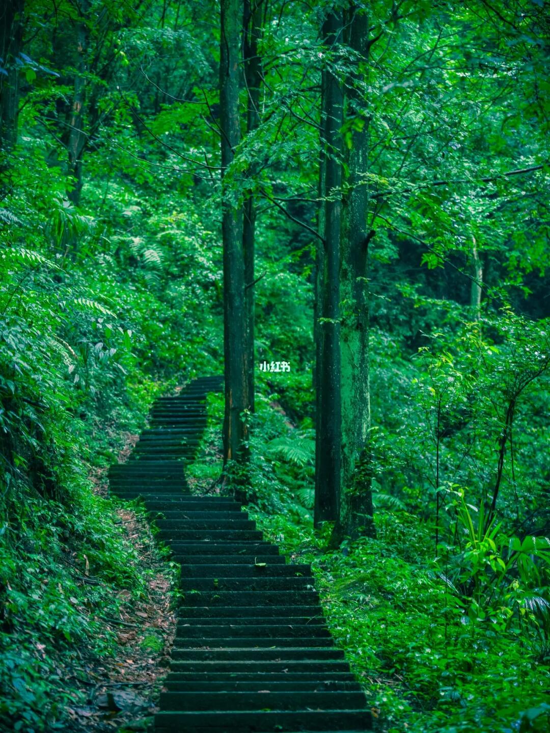 徒步踏春|出发去成都隐秘红军小道呼吸自然