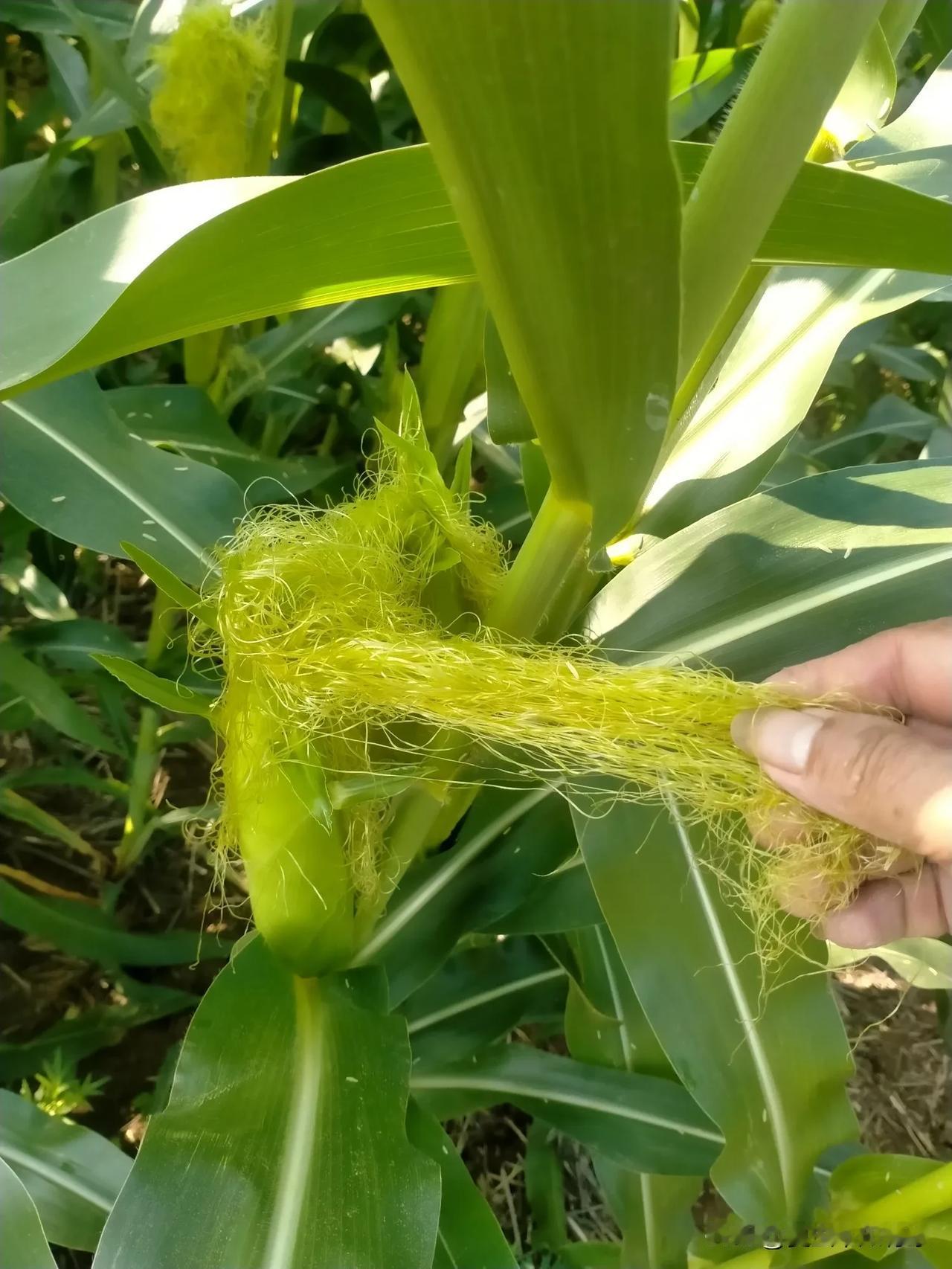 有不少人发觉自家种的玉米棒子没有籽粒，这是实情吗？
的确如此！
为何不结籽粒呢？