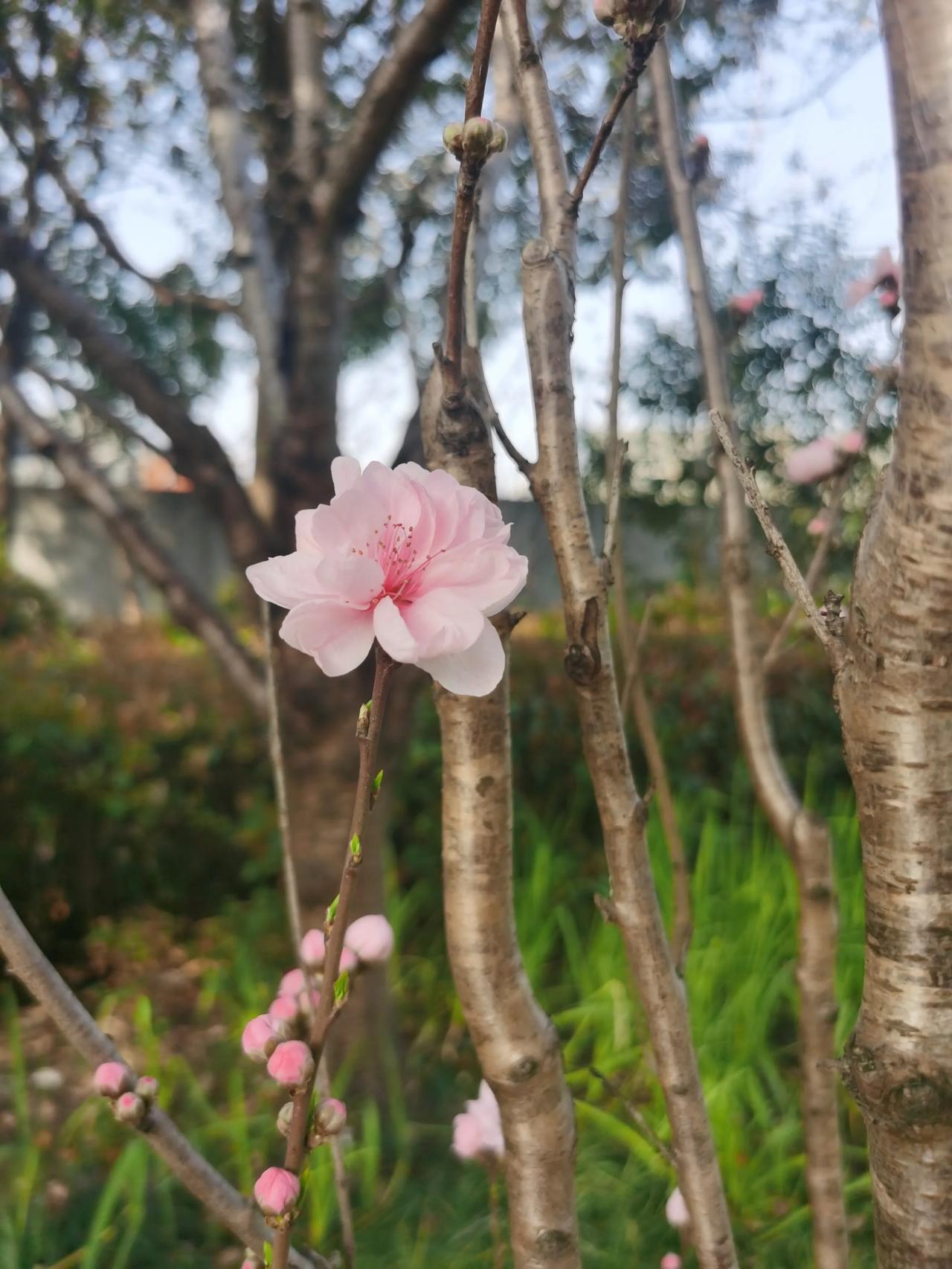 春日生活打卡季