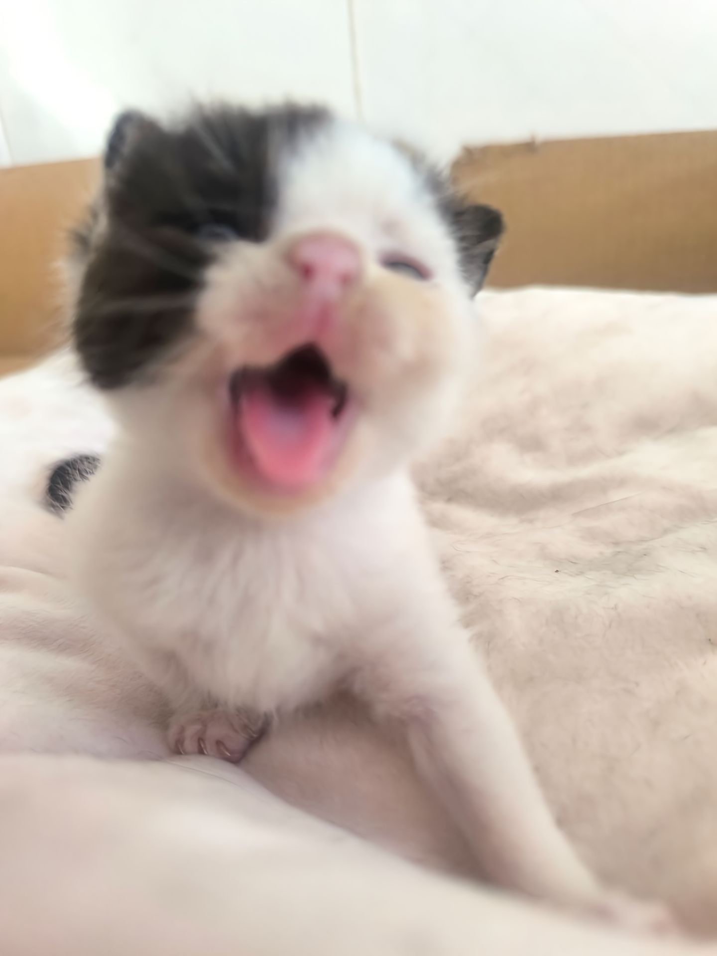 奶牛小鼻嘎积累 
