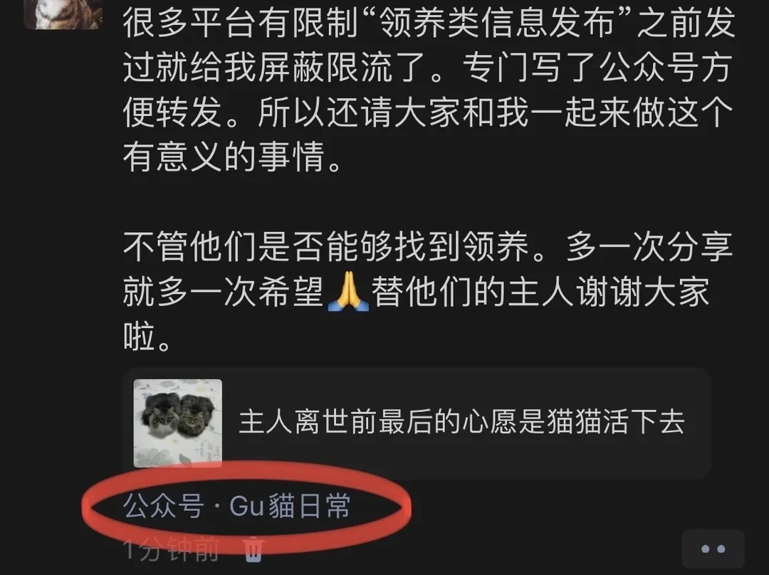 主人生命最后的半个月还在给猫猫谋划未来