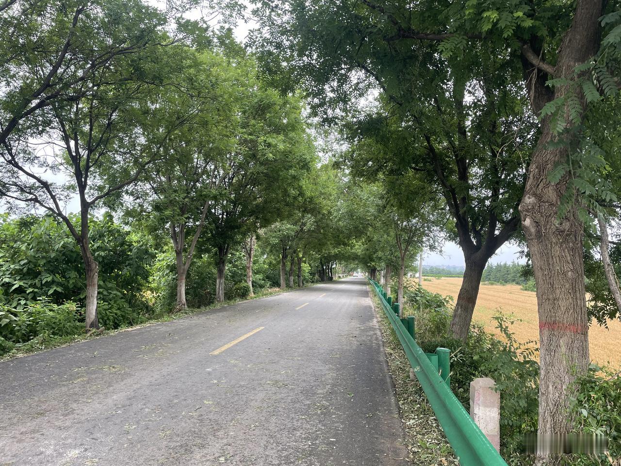 【七律•槐柳成荫夏已临】
槐柳成荫夏已临，流莺漫语入丛林。
繁花落尽山幽寂，烈日