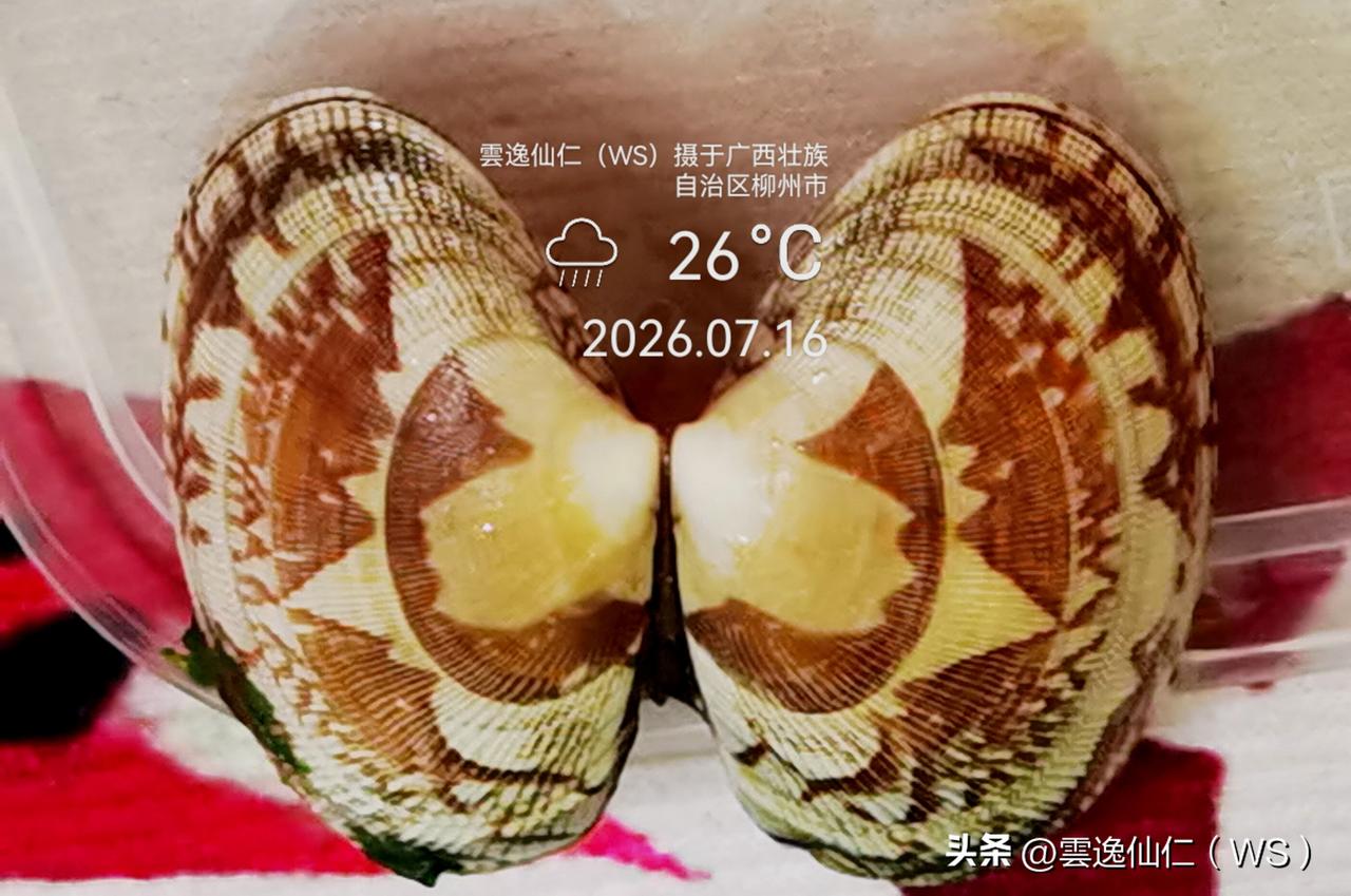 月居生活记录（10243）广西壮族自治区柳州市（281）品尝小吃67：三只鲜虾花
