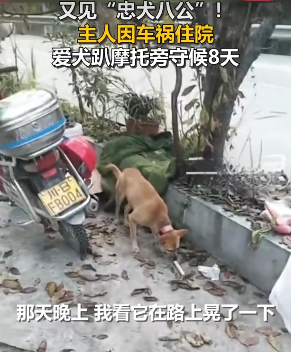 蹲守八天八夜！忠犬“来福”守着摩托车，苦等车祸住院的主人

四川平武县，一只普通