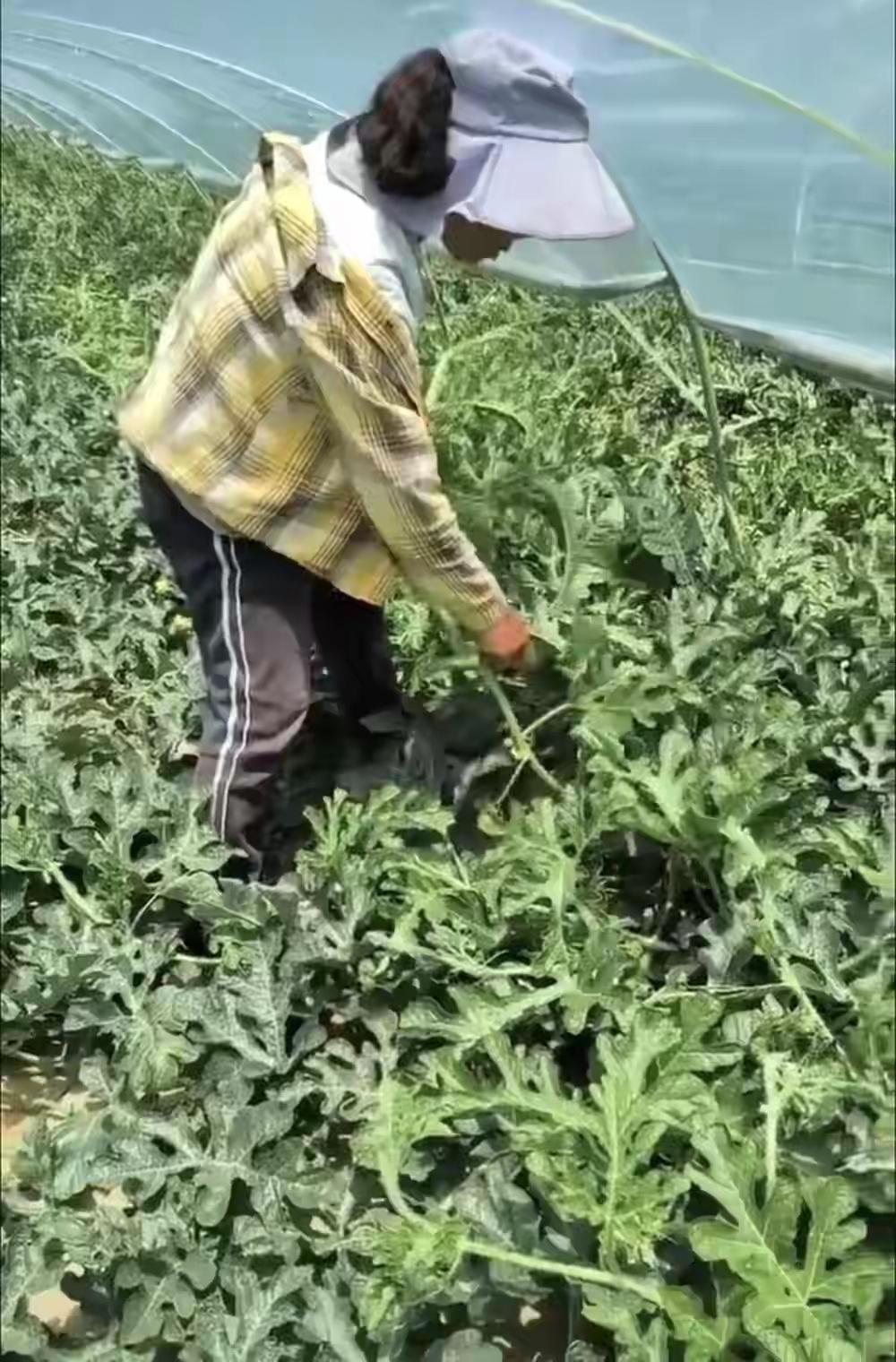 “这好像没天理了！”河北，女子和同村3名女子到陕西渭南西瓜承包户做西瓜打叉的工作
