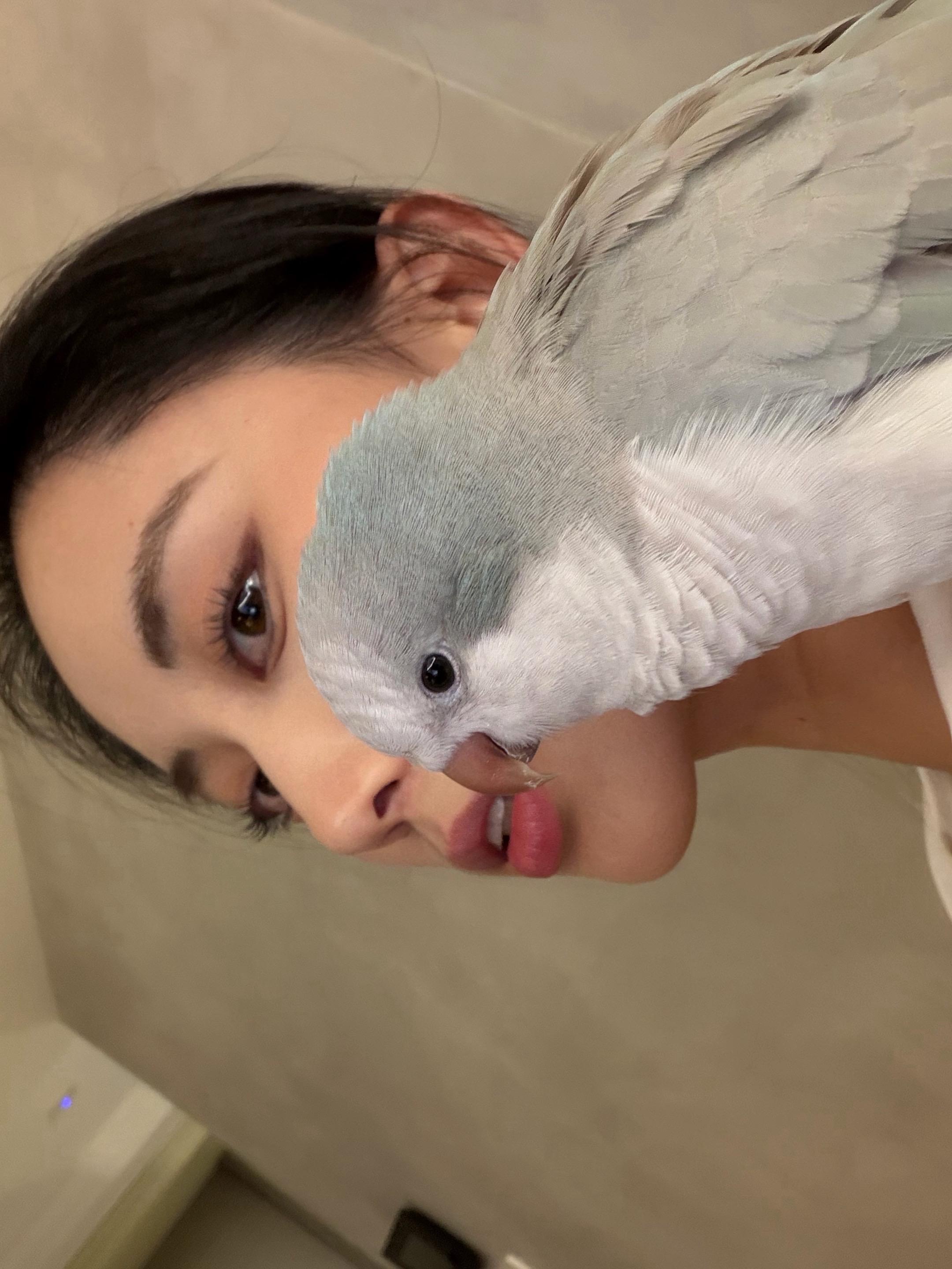 hi我是鸟。