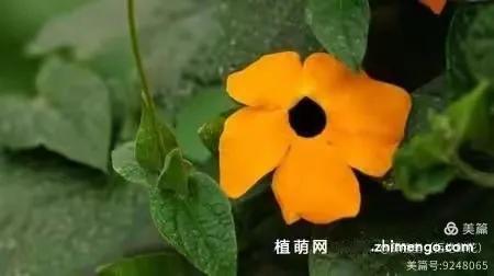 忆少年一一黑眼花

蔓茎纤细

盘旋向上

自然绚丽

参差自摇曳

漫舞风姿美