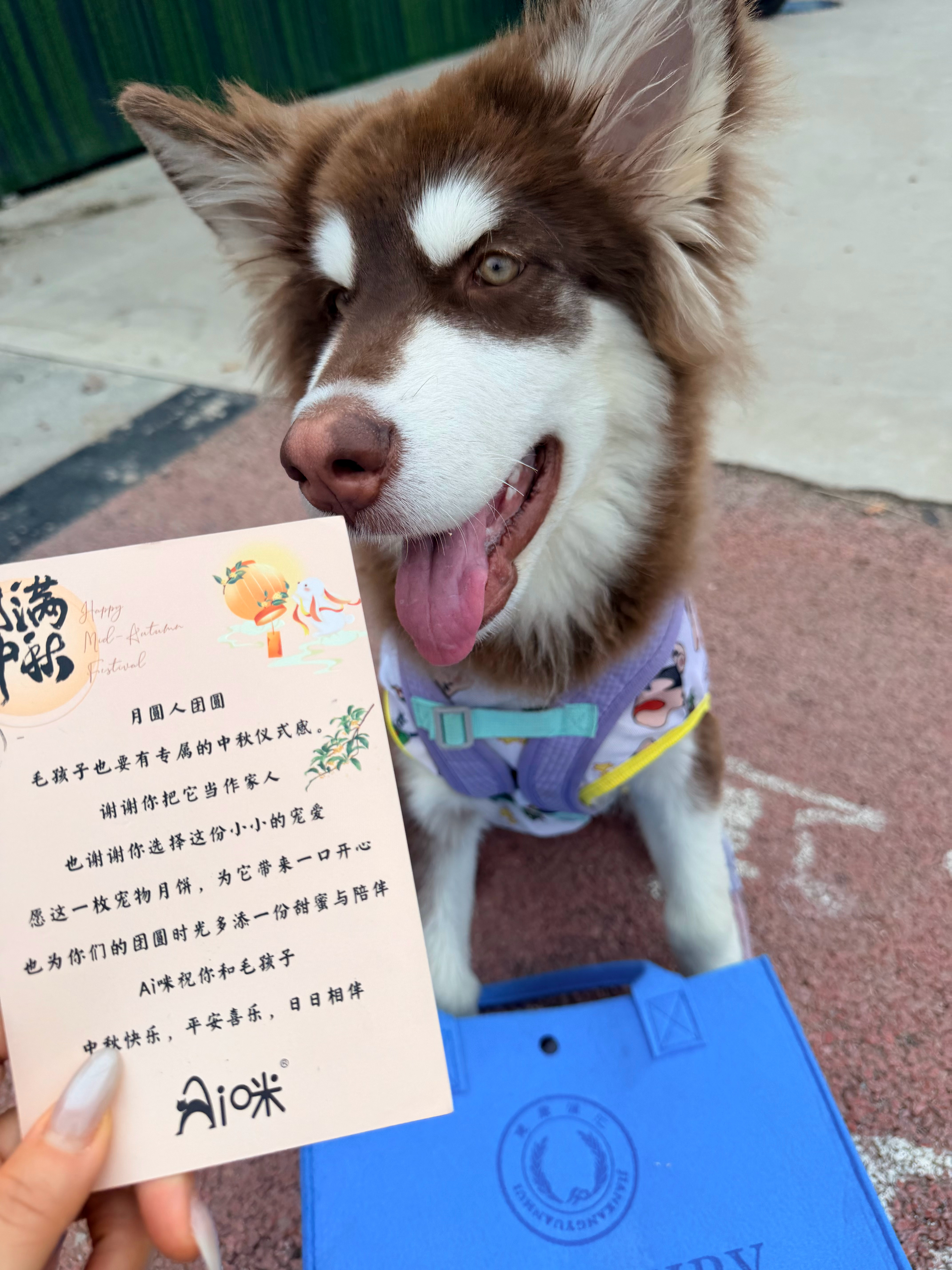 小狗也要中秋快乐(๑ᴖ◡ᴖ๑)🌕  ​​​