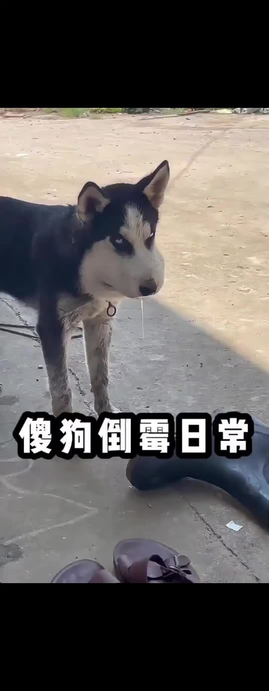 热点 搞笑视频