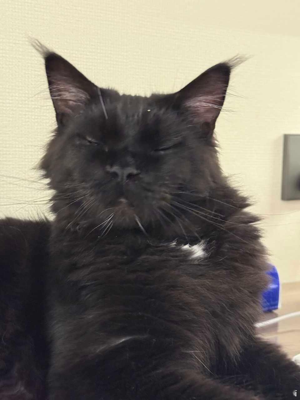 50339【丑猫】什么沉醉的表情？ 