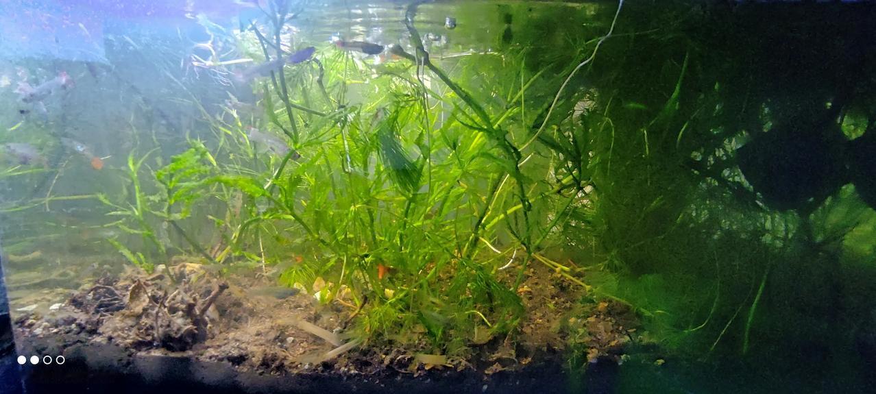 小河里抓了几只黑壳虾，顺便薅了几支水草枝，没想到几天后水草爆缸，每天晚上回家都得