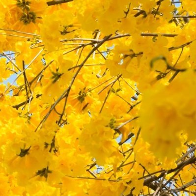 每日一善 🌞阳光信用[微风]蓝天配繁花，满眼都是治愈的力量，赏世间小景，行心中