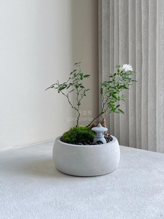 🇲🇾【SOLD】微型月季姬乙女盆景