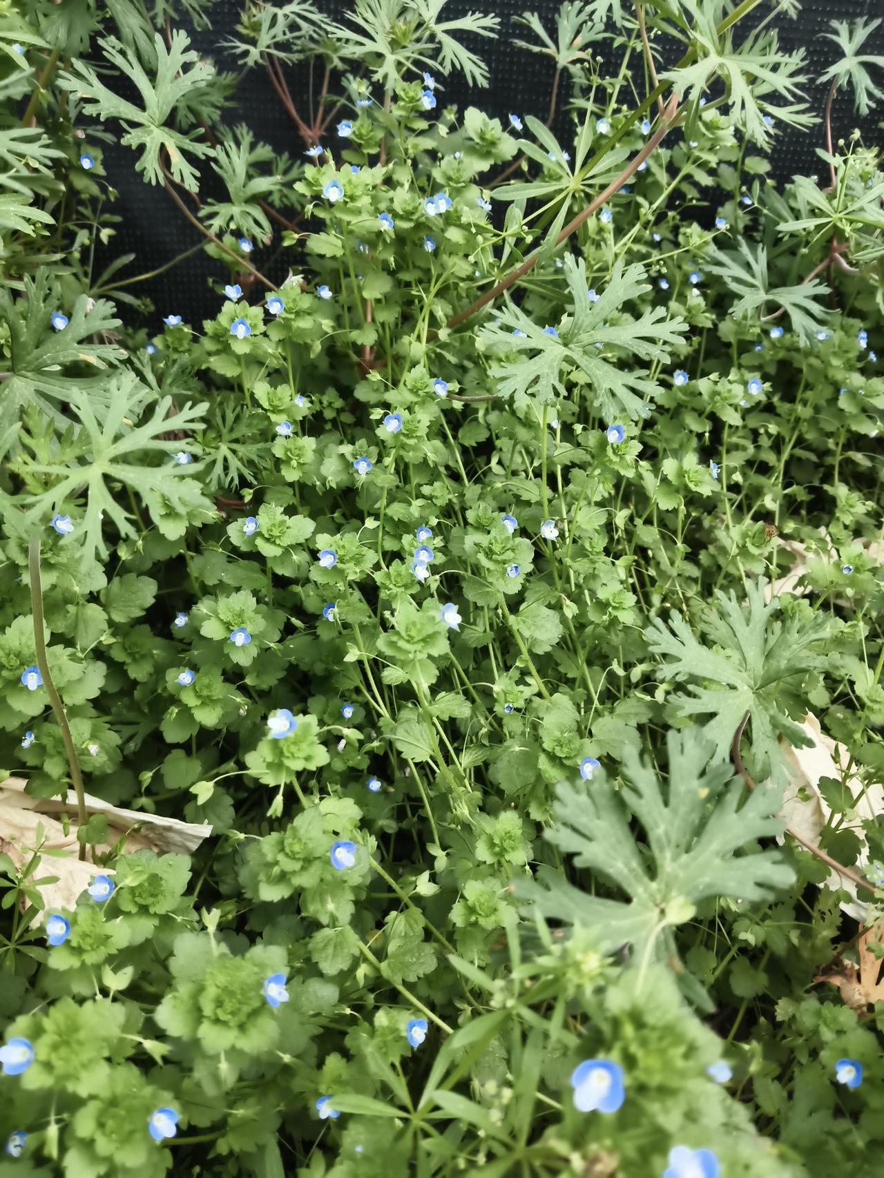 春风漫过墙角，便织就了这一片鲜活的绿毯。细碎的阿拉伯婆婆纳攒着劲儿绽放，蓝白相间